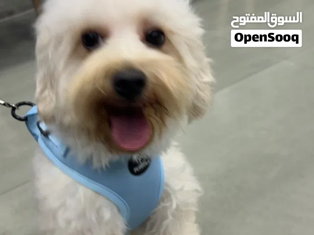 مطلوب 1000 درهم