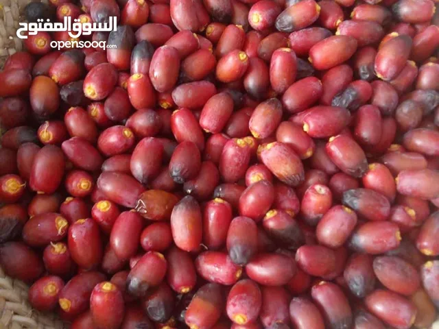 رطب عالي الجوده