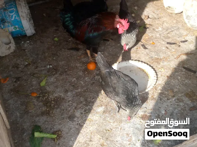 دجاج بياض ممتاز