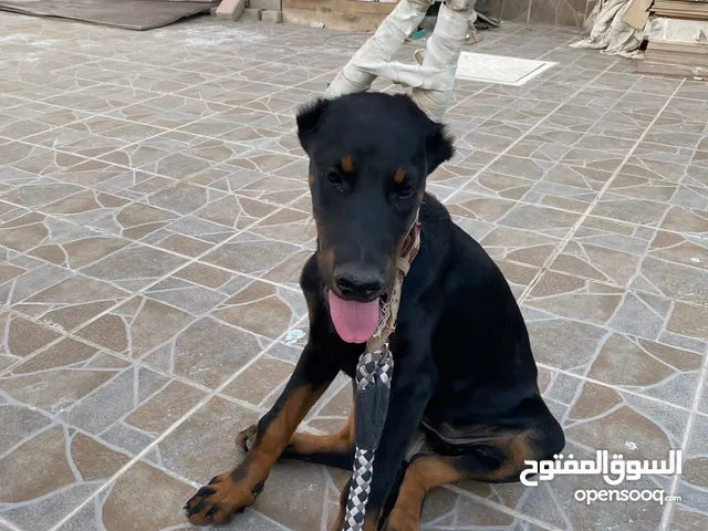 حيوانات للبيع : كلاب : (صفحة 2) : البحرين | السوق المفتوح