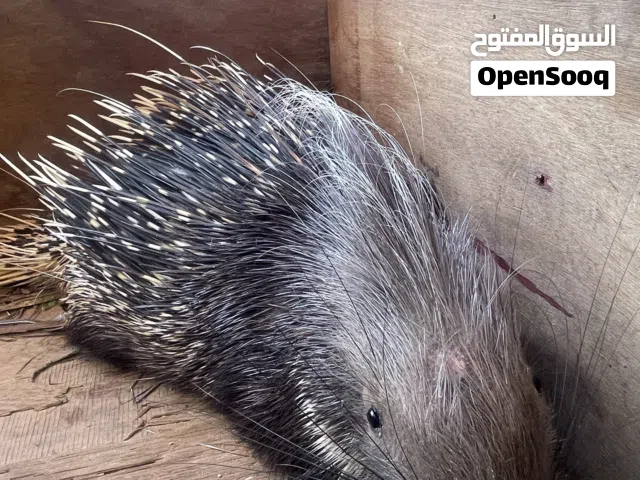 قنفود صيد اليل