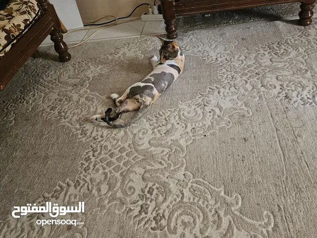 مطلوب قط للتزاوج فترة قصيرة