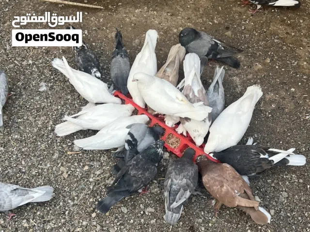 حمام للبيع بالجمله