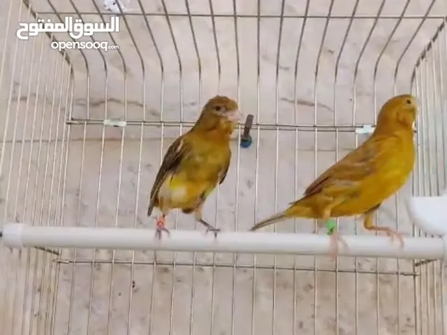 فحلين اول خيرهم مزابن واحد نحاسي واحد ذهبي لثنين 25 دينار