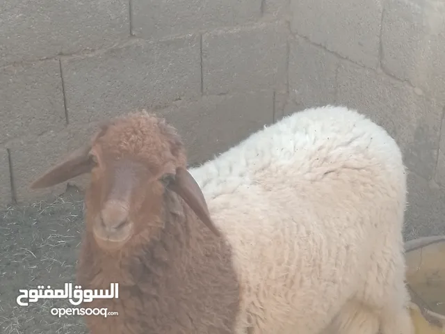 نعجه وفطيمه