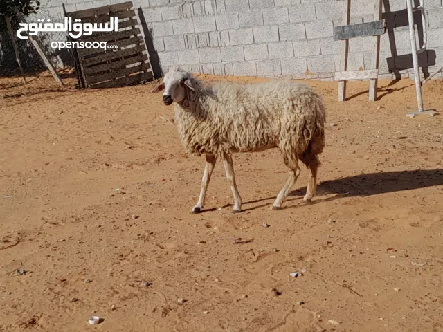 نعجه وطنيه مشالله سنها تاني جمع جنسها اتاوم سليمه من الامراض عشره بادن الله ضرعها سليم..