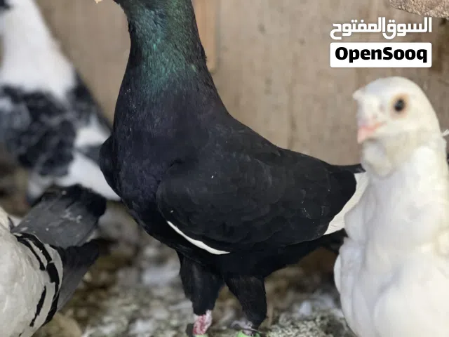 قطعة فحول للبدل على فراخ زواجل