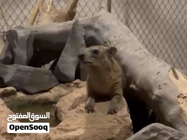 وبر للبيع ذكر وانثى