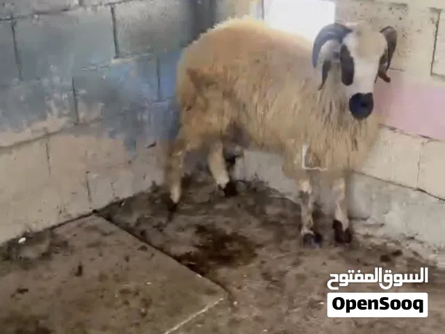 خروف للبيع ربي ايبارك