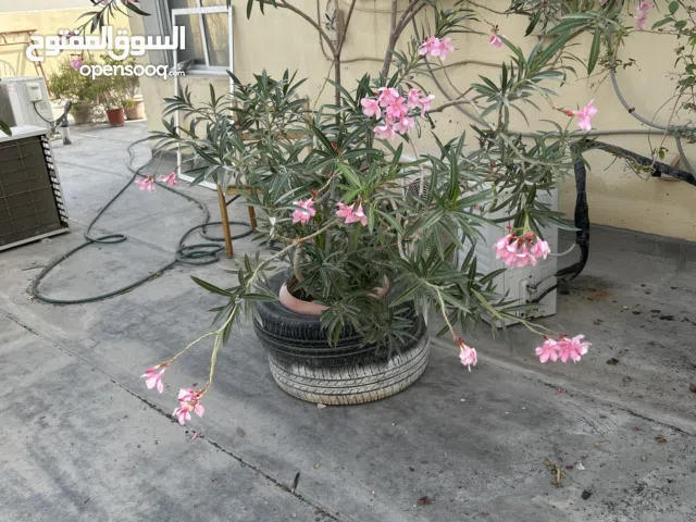 Pink flowering plant for sale