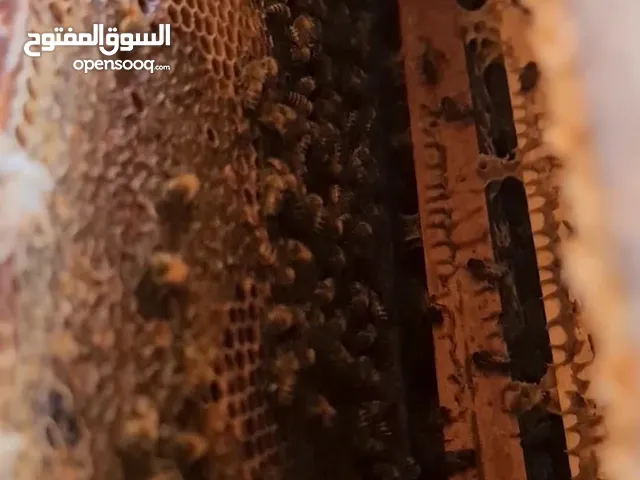 مناحل عمران الجوراني
