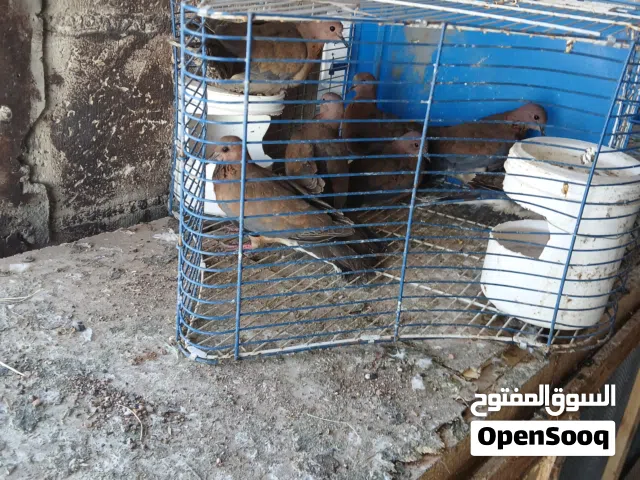 17  جوز  حمام مشكل مافي بلدي  كله شغال  بيض  وفراخ  كوم  الحبه  دينار ونص