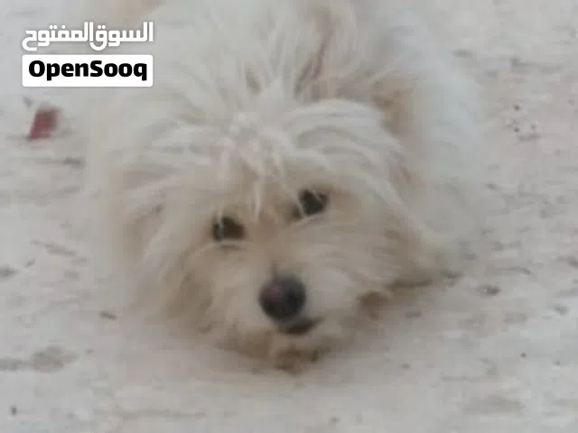 كلب توير انجليزي انثى