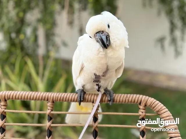 ببغاء كوكاتو امبريلا