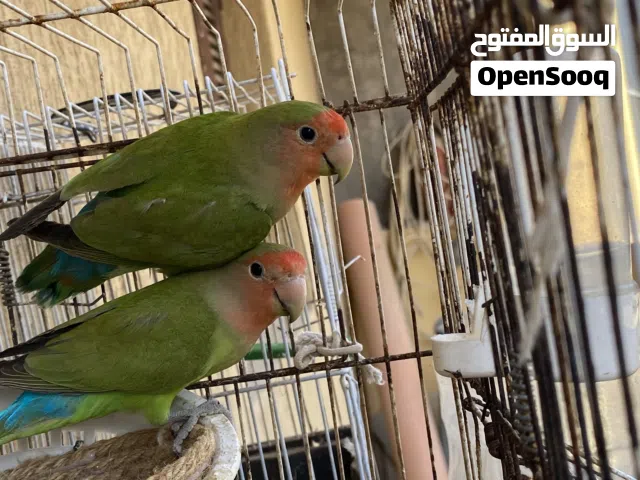 كوبية بركديلو ريش