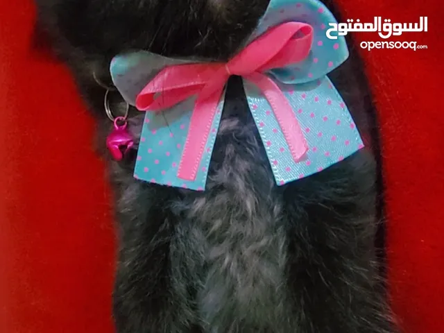 Available kittens for sale high quality breed Cats (Silver British breed & Scottish straight breed.)