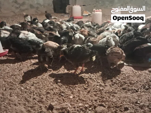 كتكوت عربي العمر شهر