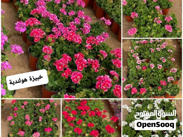 نباتات خارجية وداخلية تنسيق حدائق وأنشاء أحواض