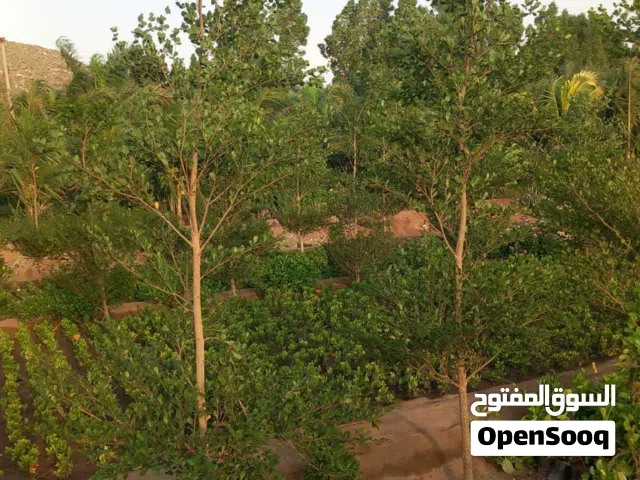 أشجار ونخيل