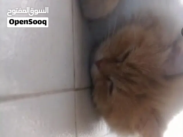 قطه للبيع صغيره