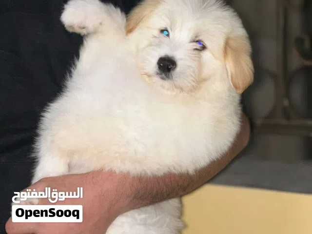 مجموعه كلاب جميله للبدل او للبيع