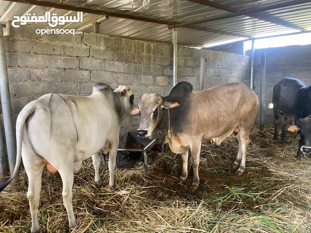 ثيران للبيع
