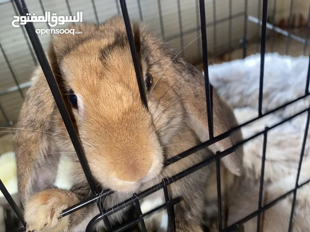 للبيع ارنب نادر جدا اقرأ الوصف