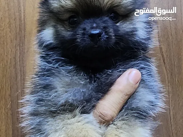 2-month-old male in female pomeranian dog