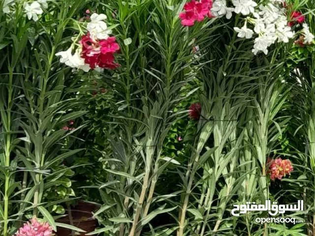 بيع وتشجير أشجار الزينة والأشجار المثمرة