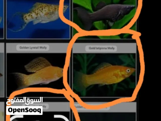 3 female guppies and 3 male and female molli fish