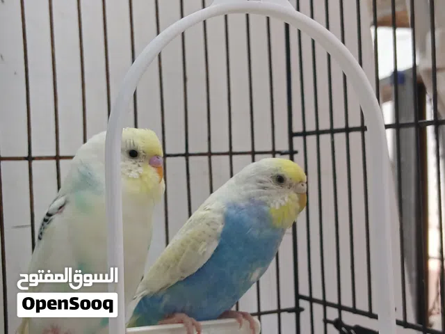 كوبية بقلينو درجة أولى ربي يبارك اقرى الوصف ...