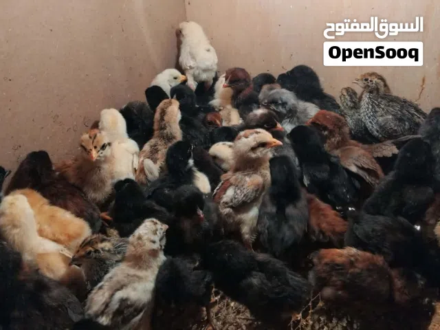 صيصان بلدي  للبيع في عين الباشا