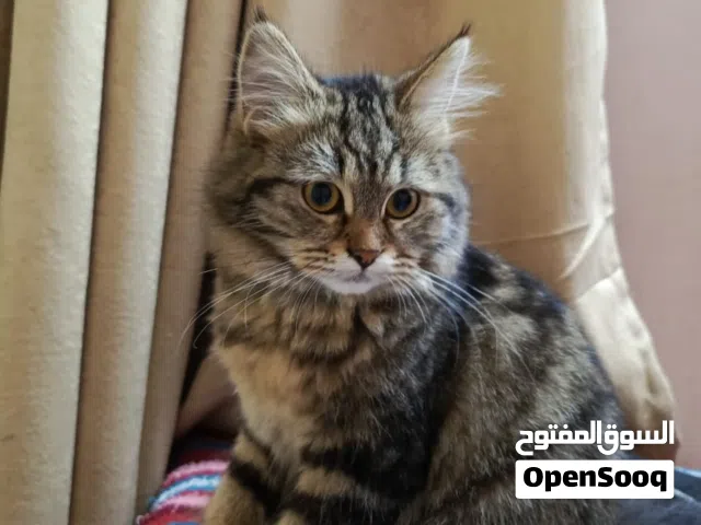 قطط للتبني 2 نثيات واحد فحل نضيفات وبصحه جيده