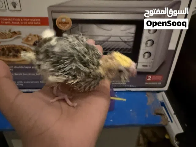 ببغاء كوكتيل صغير عمره تقريبن 3اسبيع