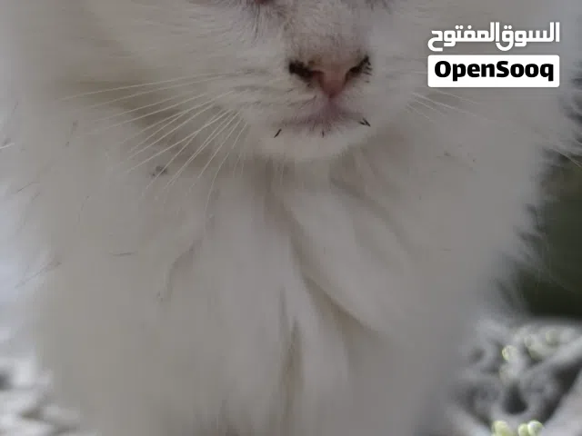 قط شيرازي مون فيس شهرين