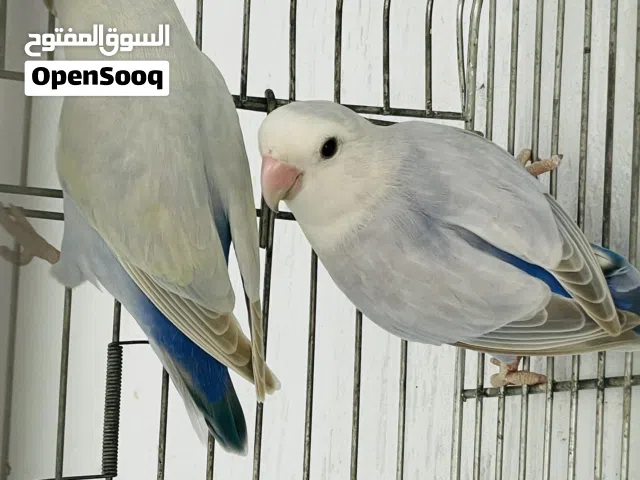 متوفر كوبيات بلد طير محلي ومصوقر اقرا وصف