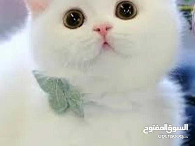 مطلوب قط صغير عمر أقل من شهرين يفضل تبني