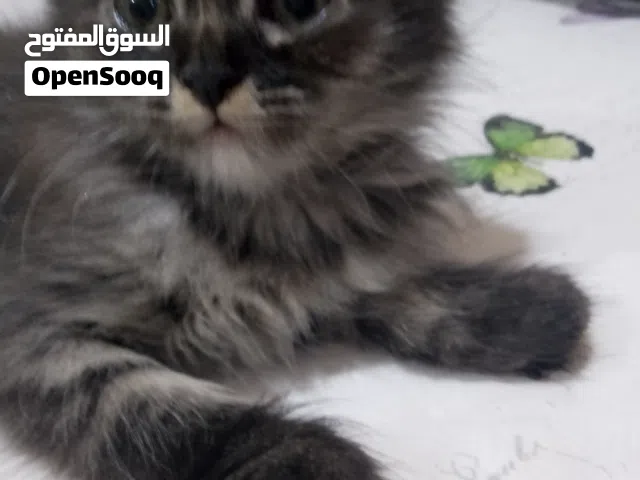 شيرازي وسيامي للبيع