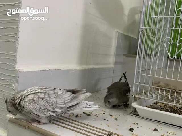 كوكتيل أنواع نادر نوع احمراري