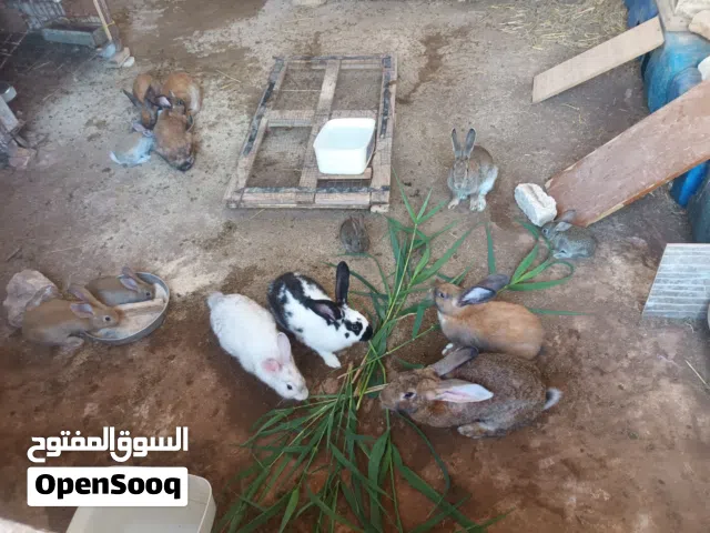ارانب للبيع