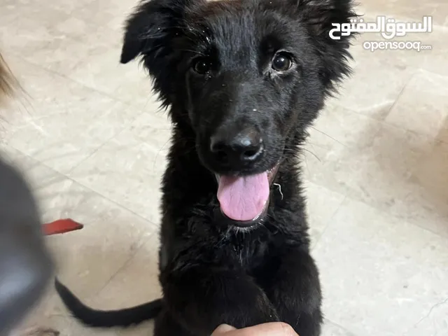 نثية جيرمن بلاك