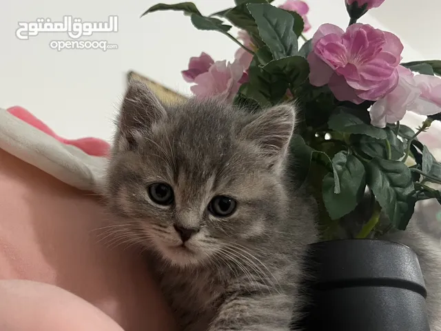 British Shorthair Kittens