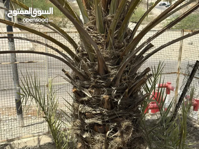 خلاص سمد الشأن الحبه الكبيره