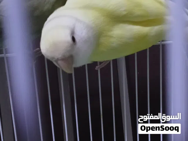 ببغاء روز ب لون مميز