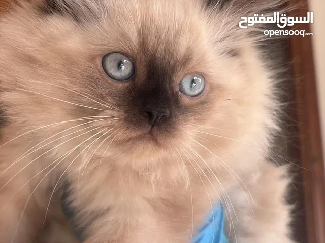 قط همالايا شوكليت للبيع