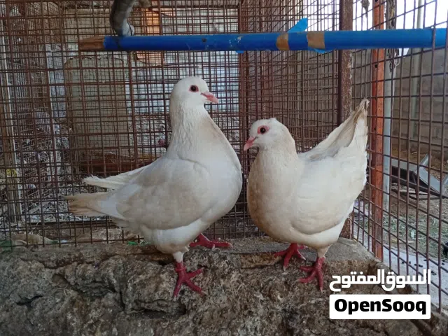 للبيع زوج حمام فرنسي لاحم بيور الحجم كبير