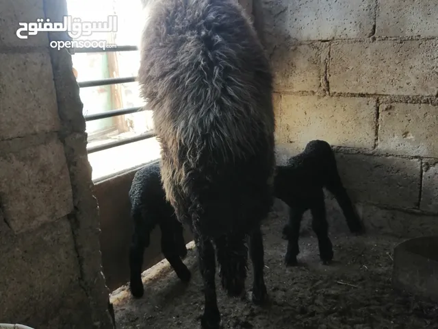 ثنية معها توم عبر للبيع