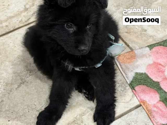 جرو للبيع عمره 50 يوم