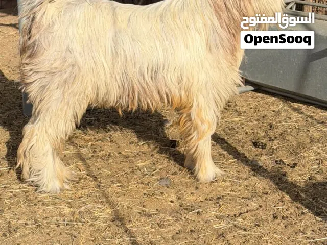 تيس سعيدي هديد مستوى عالي