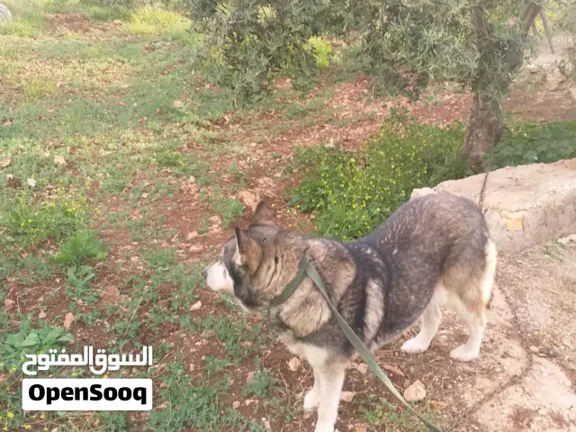 كلبة هاسكي للبيع